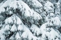 Close-up thick fluffy snowy fir trees