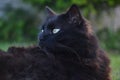 Close up of thick long hair black Chantilly Tiffany cat lying at the garden. Fat tomcat with stunning big green eyes