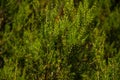 Pine tree branch with its typical needle-shaped leaves