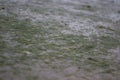 Detail of thin green seaweed on wet tidal mud Royalty Free Stock Photo