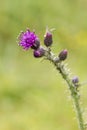 Close-up of a Thistle bloom, the national flower of Scotland