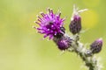 Close-up of a Thistle bloom, the national flower of Scotland