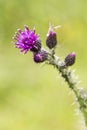 Close-up of a Thistle bloom, the national flower of Scotland
