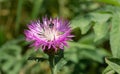 A close-up of thistle flower Royalty Free Stock Photo
