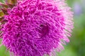 Close-up of a thistle flower in bloom in the field. Backlight. Shallow depth of field. Milk Thistle plant Silybum marianum herba Royalty Free Stock Photo