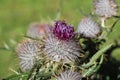 Close up of a thistle flower bud Royalty Free Stock Photo
