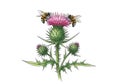 Close up of a thistle flower with multiple bees gathering nectar on a Royalty Free Stock Photo