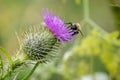 Close up of thistle head with purple flower and bee collecting pollen on flower Royalty Free Stock Photo