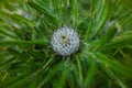 close up of a thistle seed head Royalty Free Stock Photo