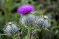 Close up of thistles