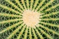 Close up of thorn cactus flower. Royalty Free Stock Photo