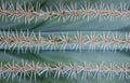 Close up of thorn on cactus Royalty Free Stock Photo