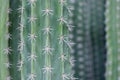 Close up of thorn on cactus Royalty Free Stock Photo