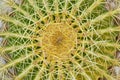 Close up of thorn cactus succulent texture background