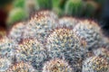 Close up thorn cactus Royalty Free Stock Photo