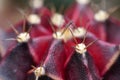 thorn cactus for texture background