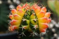 thorn cactus for texture background Royalty Free Stock Photo