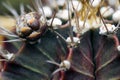 thorn cactus for texture background