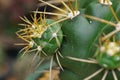 thorn cactus for texture background