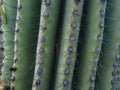 Close up of thorn on cactus tree The saguaro cactus carnegia gigantia is one of the most widely recognized symbols of the Southw
