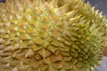 Close up thorn of Durian the famous fruit from Thailand, it also known as The King of Fruits
