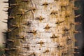 Close up thorn on Pachypodium Lamerei or Madagascar palm for texture and background