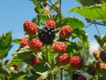 Close up of thornless blackberry fruit at westerway, tas Royalty Free Stock Photo