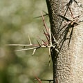 Close up of thorns of gleditschie, honey locust, gleditsia