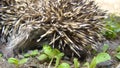 Close up of Thorns of a hedgehog Close up hedgehog. European hedgehog in the garden. Scientific name: Erinaceus europaeus. delight