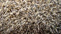 Close up of Thorns of a hedgehog. Hedgehog, wild, native,.European hedgehog. Scientific name: Erinaceus europaeus. delightful summ