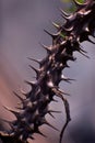 Thorn. Royalty Free Stock Photo