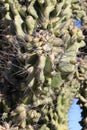 Close up of Thorns and Ribs of Saguaro Cactus