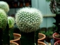 Thorny Ball Cactus plant