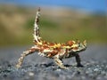 A close-up of a thorny devil lizard Royalty Free Stock Photo