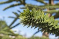 Close-up of a thorny green branch of Araucaria araucana, monkey puzzle tree, monkey tail tree or Chilean pine in