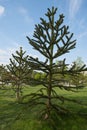 Close-up of a thorny green branch of Araucaria araucana, monkey puzzle tree, monkey tail tree or Chilean pine in