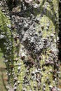 Close up of the thorny, green, lichen covered bark of a Ceiba insignis, White Silk Floss, tree, in Kauai, Hawaii Royalty Free Stock Photo