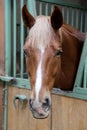 Close up of a thoroughbred horse in stable at rural horse stud f