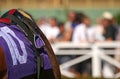 Close Up Thoroughbred Racehorse With Tack