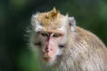 A close-up of a thoughtful monkey`s face looking down. Royalty Free Stock Photo