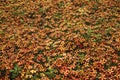 Close-up of thousands of colorful flowers on cloudy day in Amsterdam park.