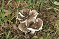 Brown Amanita Mushrooms in Grass Close-up