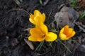 Closeup of three amber yellow flowers of Crocus chrysanthus in February Royalty Free Stock Photo