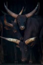 Close-up of three Ankole-Watusi cattle in barn Royalty Free Stock Photo