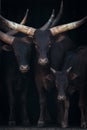 Close-up of three Ankole-Watusi cattle in shed