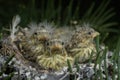 Close up of three baby birds in a nest. European greenfinch Chloris chloris on a tree branch