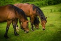 Close up of three beautiful brown horses grazing on a green meadow Royalty Free Stock Photo