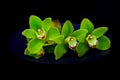 Three pistachio green cymbidium orchids presented on a matt blue plate with dark background