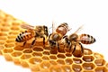 Close-up of three bees on a honeycomb isolated on white background Royalty Free Stock Photo