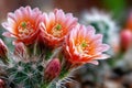 Close Up of Three Blooming Cactus Flowers Royalty Free Stock Photo